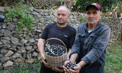 Artvin'de Butko Zeytininde 700 Ton Rekolte Bekleniyor