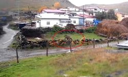 Gündüz Vakti Köyde Dolaşan Ayı Korkuttu