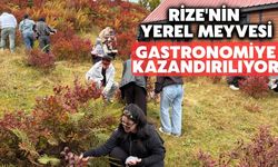 Rize’nin Yabani Likapası İle Mutfakta Yeni Deneyim