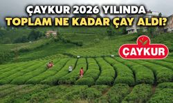 Çaykur 2026 Yılında Kaç Ton Yaş Çay Alımı Yaptı?