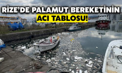 Rize'de Palamut Bereketi Çevre Felaketine Dönüştü!