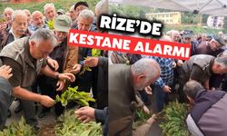 Rize’de Kestane Alarmı: Kuruyan Ağaçlar İçin Harekete Geçildi