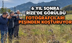 6 Yıl Sonra Rize'de Görüldü: Fotoğrafçıları Peşinden Koşturuyor