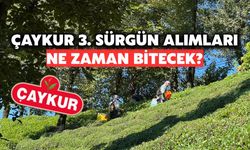 Çaykur 3. Sürgün Alımlarını Tamamlıyor