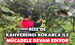 Rize'de Kahverengi Kokarca İle Mücadele Devam Ediyor