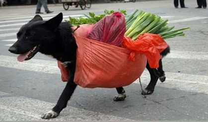 Bu fotoğraflar çok komik