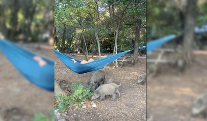 Domuzları Görüp Ağaçlara Çıktılar