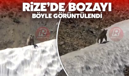 Rize'de Bozayı Böyle Görüntülendi