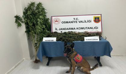 Osmaniye’de kaçak tütün ve sigara ele geçirildi