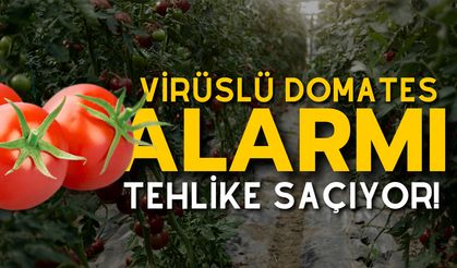 Virüslü Domates Alarmı: Bakanlık Harekete Geçti