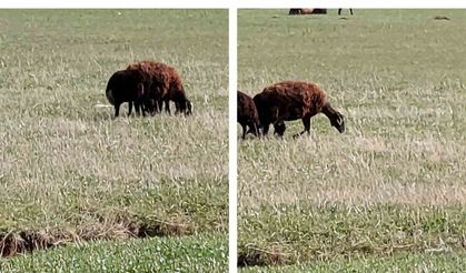 Nadir görülen sığır balıkçılı Diyadin’de