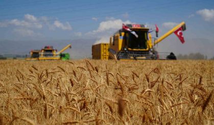 Atatürk Üniversitesi’nde buğday hasadı vakti