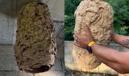 Dev arı yuvası görenleri şaşırttı