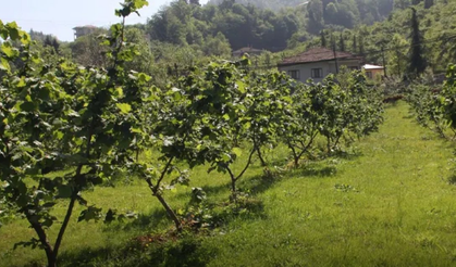 Fındıkta Verimi Arttırmak İçin Yeni Teknikler