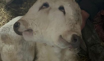 Görenleri Şaşkına Çevirdi: Çift Başlı Buzağı Dünyaya Geldi