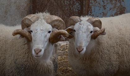 Türkiye'nin En Değerli Koçları Rekor Fiyatlara Satılıyor