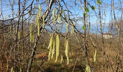 Fındıkta Doğru Bilinen Yanlışlar