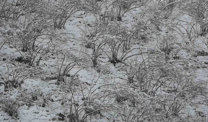 Fındık Üreticileri Alarmda: Zirai Don Riski Devam Ediyor