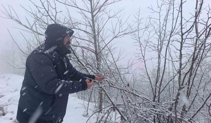 Kar Altında Kalan Fındık Bahçeleri, Üreticileri Tedirgin Ediyor