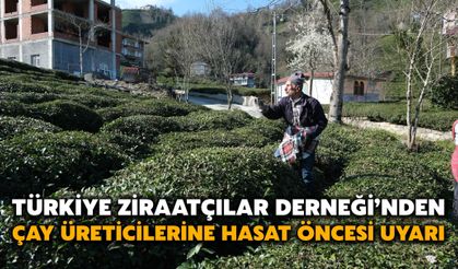 Türkiye Ziraatçılar Derneği’nden Çay Üreticilerine Hasat Öncesi Uyarı