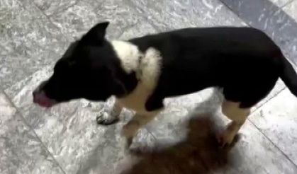 Atların yanında büyüyen köpek, yürüyüşüyle ilgi odağı oldu