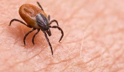Kene Tehlikesi Devam Ediyor: 63 Yaşındaki Adam Hayatını Kaybetti