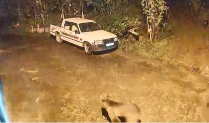 Artvin'de Evin Kapısına Gelen Ayı Kamerada