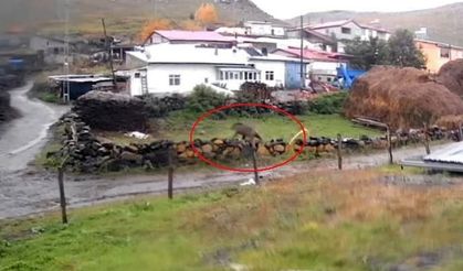 Gündüz Vakti Köyde Dolaşan Ayı Korkuttu