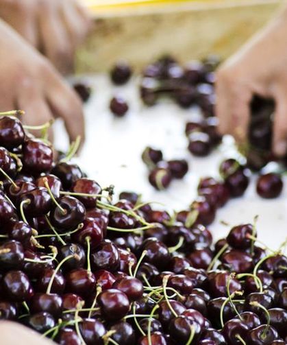 Türkiye, Meyve Üretiminde Dünyada 4'üncü Sırada