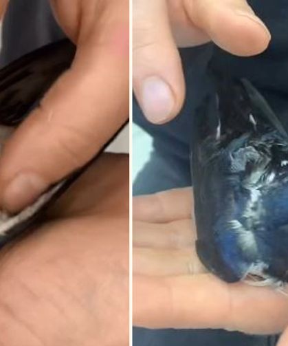 Kalp Masajı Yapılan Kuş Hayata Döndürüldü