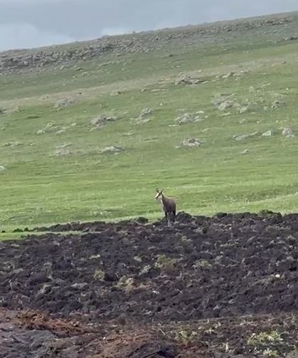 Ardahan’da çengel boynuzlu dağ keçisi görüntülendi