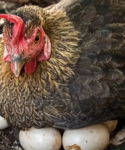 Mart ayında yıllık tavuk yumurtası üretimi yüzde 8,8 azaldı
