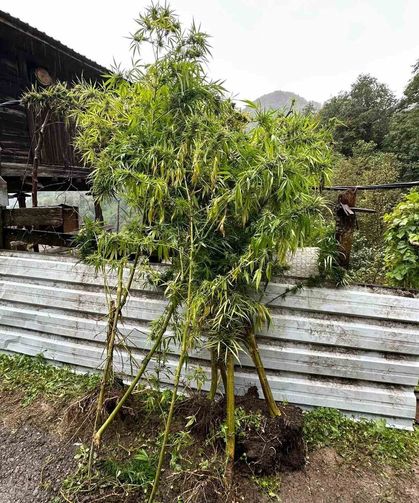 Artvin’de Uyuşturucu Operasyonu: 5 Gözaltı