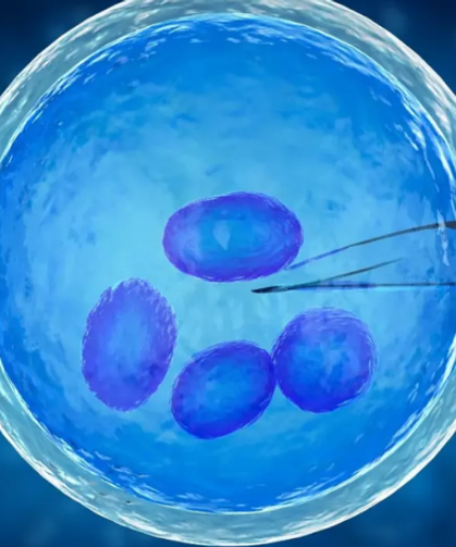 Yumurta Dondurmada Yaş Engeli Ve Mevzuat Sınırı