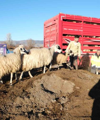 Soğuk Hava Nedeniyle Sürüler Yayladan İndirildi
