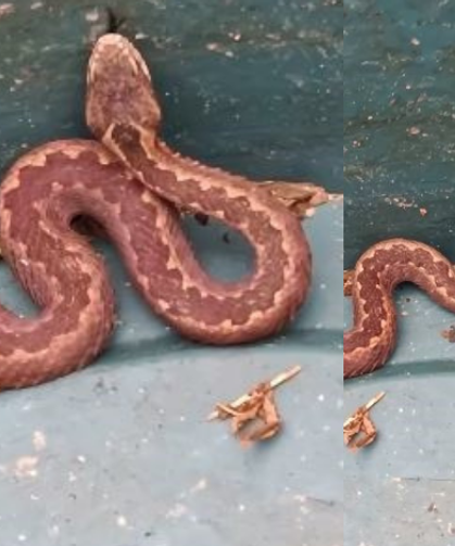 Doğu Karadeniz’de Ayılardan Sonra Yılanlar Da Kış Uykusuna Yatmadı