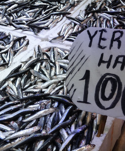 Son Yılların En Uzun Hamsi Sezonu Yaşanıyor