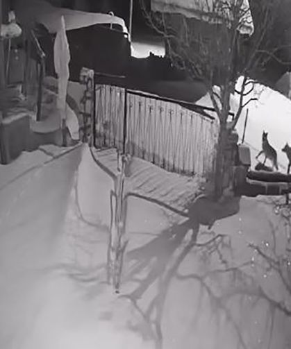 Artvin'de Aç Kalan Kurt Sürüsü Yerleşim Alanına İndi