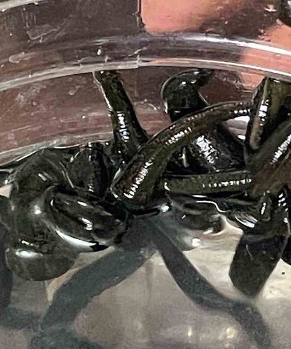 Mezbaha Kanıyla Besleniyor, Birçok Hastalığa Şifa Oluyorlar