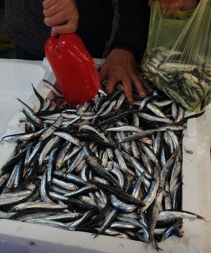 Zonguldak'ta Limandan 500 Ton Hamsi Çıktı