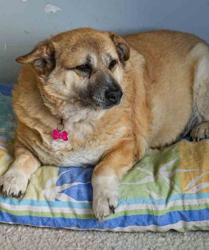 13 Yaşındaki Obez Köpek 'Kız', Yürüyüş Yaparak Zayıflıyor