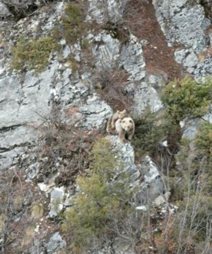 Anne Boz Ayı Sırtındaki Yavrusu İle Dron Kamerasına Yakalandı
