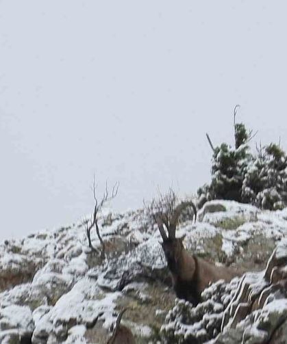 Av Yasağı Başladı