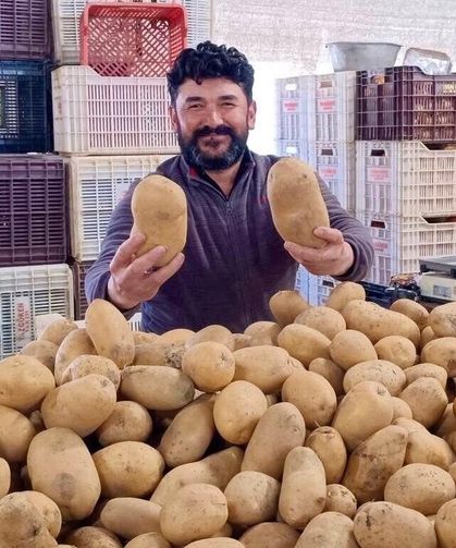 Dev Patatesler Pazarın İlgi Odağı Oldu