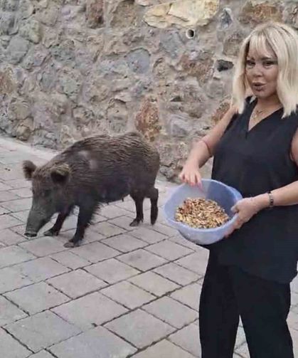 Safiye Soyman Kapısına Gelen Domuzu Elleriyle Besledi
