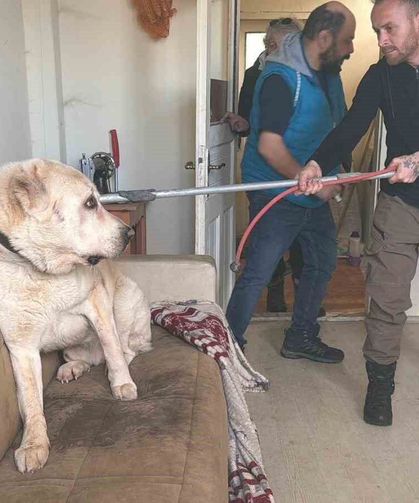 Sınır Dışı Edilen Rus Kadının Evinde 4 Gündür Aç Olan 12 Hayvan Kurtarıldı