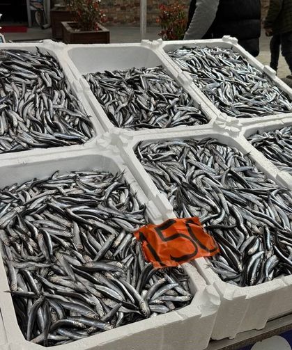 Tezgahlarda Hamsinin Son Günleri: Kilosu 150 Liradan Satılıyor