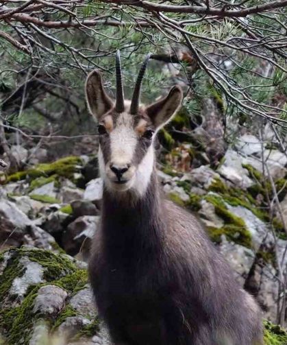 Türkiye'de En Düşük Rakımda Sadece Gümüşhane'de Görülüyor