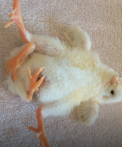 Dört Ayaklı Civciv Şaşırttı