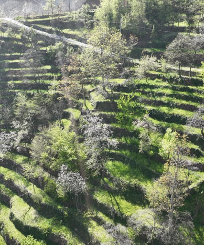 Artvin'de Dik Yamaçta 60 Yıllık Emek